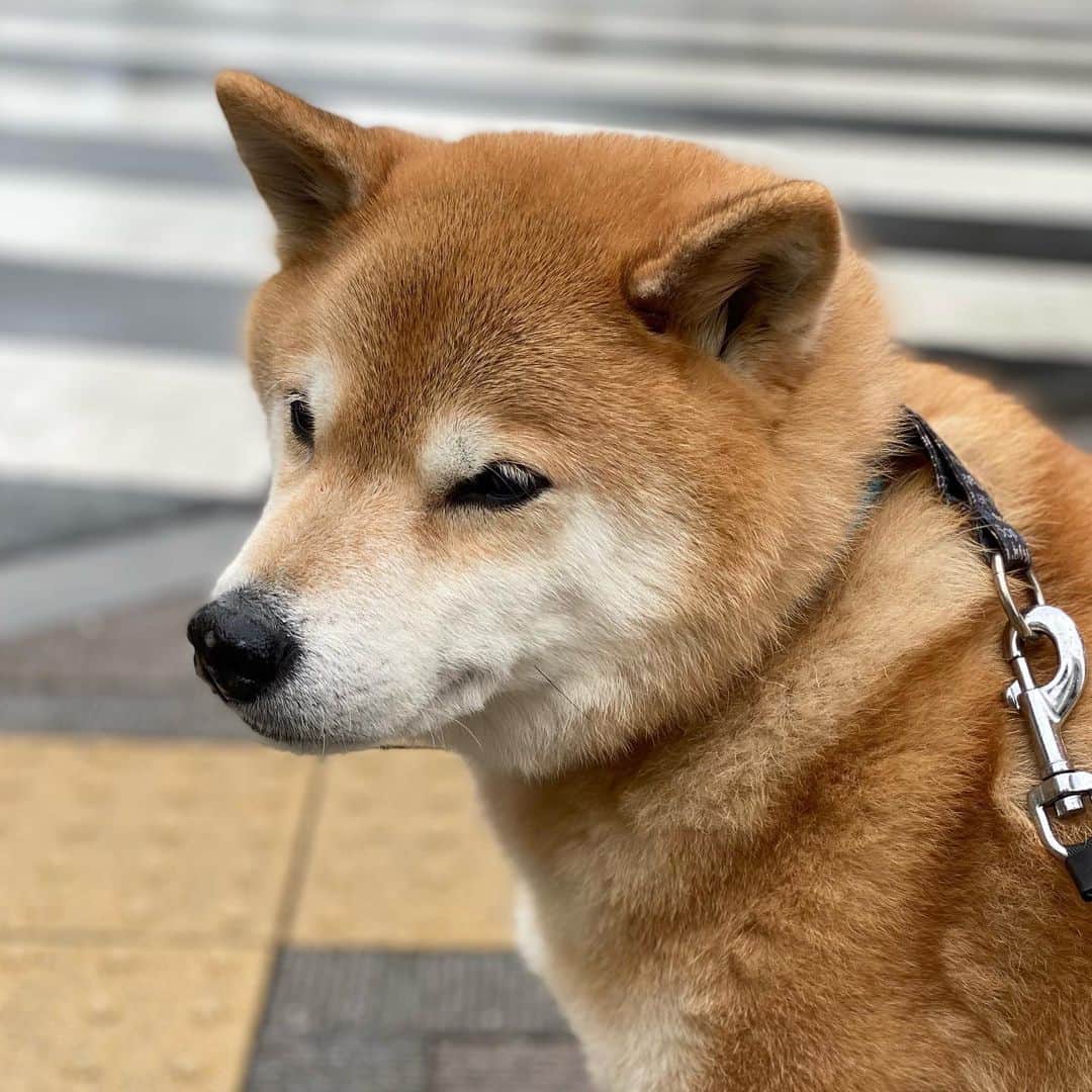 まる（まるたろう）のインスタグラム：「Good morning!✨🐶✨雨がやんできたうちに！ #サッとお散歩行ってくるね #午後からは晴れるみたいよ」