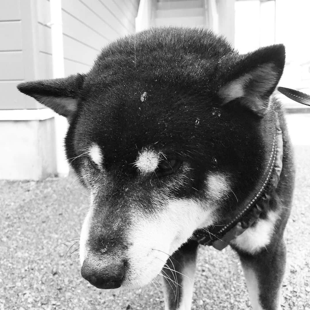 小川博永さんのインスタグラム写真 - (小川博永Instagram)「今年は今日が節分か。ということは2/4が立春じゃないじゃないか。  #濡れまる  #今朝まる #ししまる #dog #dogs #柴犬 #黒柴」2月2日 9時03分 - ogawahironaga