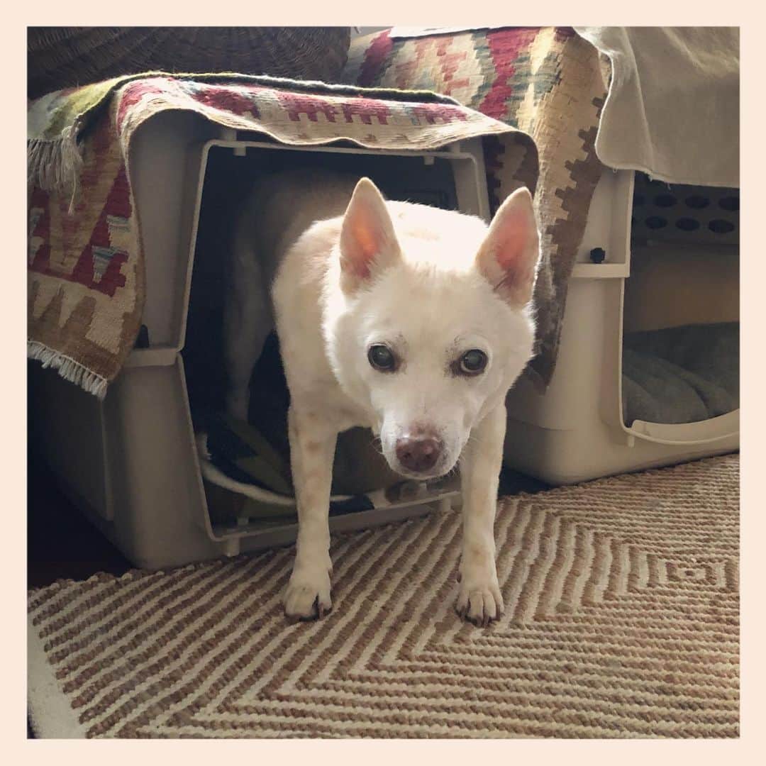 のインスタグラム：「#元保護犬 #雑種犬 #crossbreed #mixdog #キップル14歳　#バリケンネル」