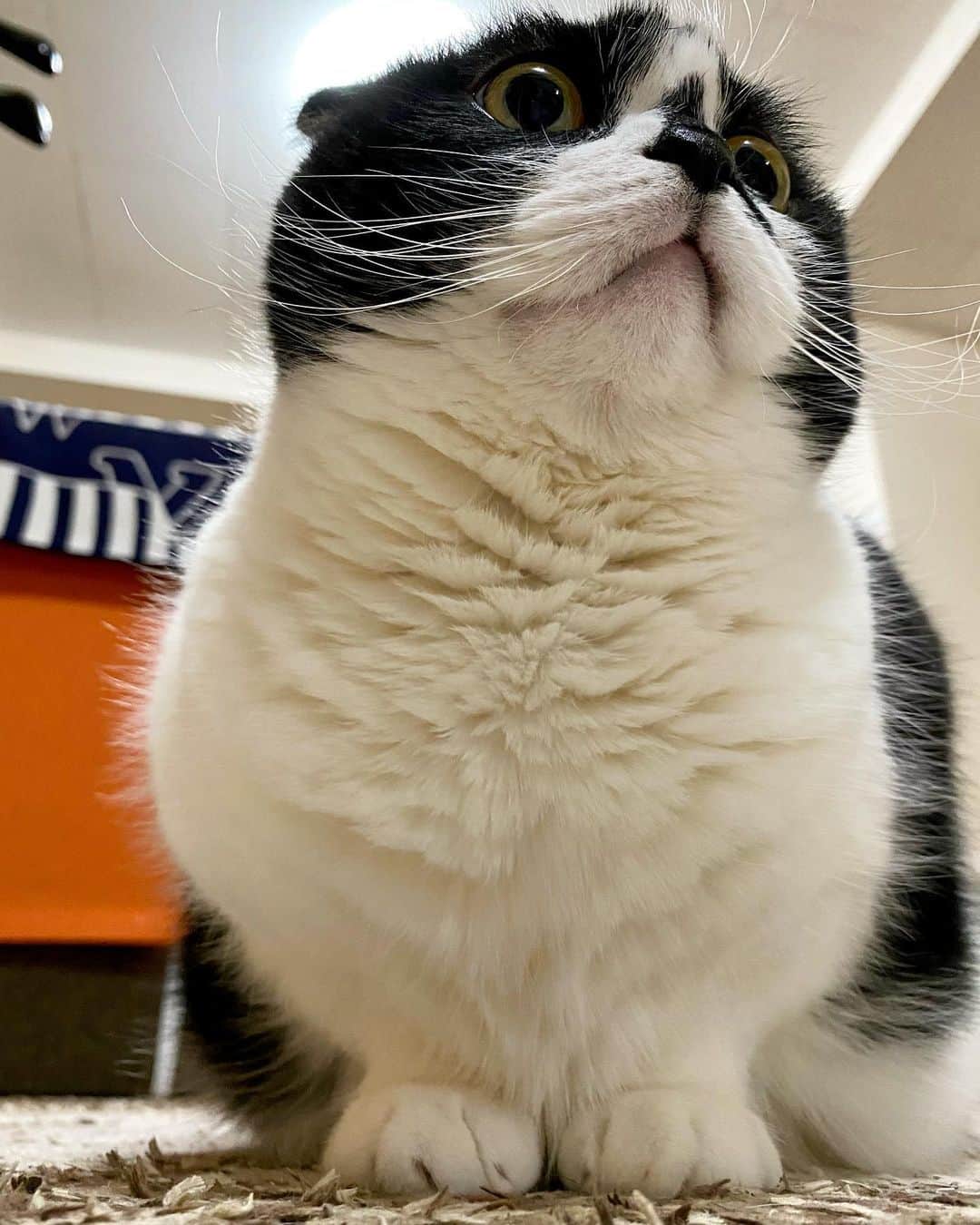 tiaichimaのインスタグラム：「Good morning!! ☁️おはムーギー‼︎  🐱⚽️猫に見えないネコ どこまでがアゴで、どこから首なのかもわからん。  #牛柄組鼻まわり汚れ隊 #ムチムチッコ #ムーギー#MuuGieeboy#cat#neko#ねこ#neko#ネコ#スコティッシュフォー ルド#ScottishFold#まんじゅう部」