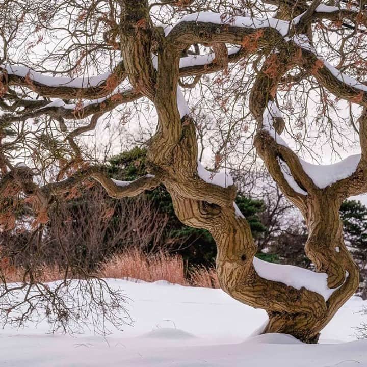 ニューヨーク植物園のインスタグラム：「Due to the snow, NYBG will be closed to the public on Tuesday, February 2. Ticket holders can email ticketingsupport@nybg.org for assistance. . #Acer palmatum 'Dissectum' #plantlove」
