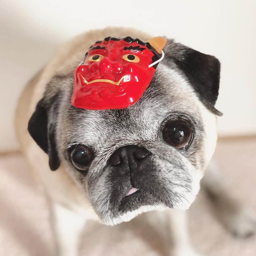 八兵衛のインスタグラム：「February 2 is the day of Setsubun👹 * * 今年は2/2が節分なんだってー👹 * * #節分 #ほぼ黒パグ #おじいちゃん犬 #14歳4か月  #pug #puggy #puglife #puglove #petstagram #pugstagram #pugsofinstagram #pugs #dog #ふわもこ部  @igersjp #IGersJP #east_dog_japan #pecoイヌ部 #八兵衛 #はちべえ #sippoストーリー」