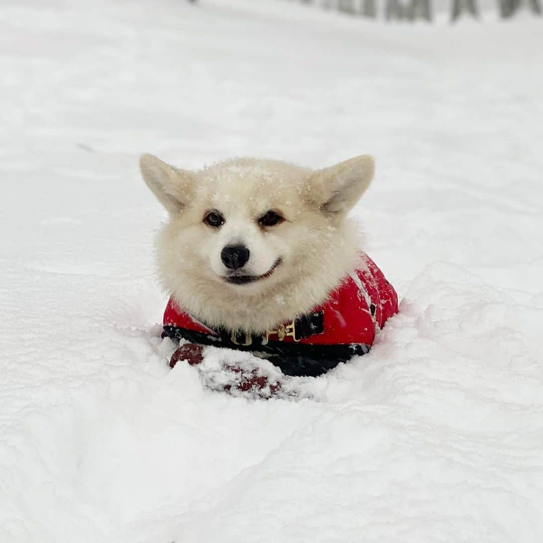 Winston the White Corgiのインスタグラム：「Smug face #snowday」