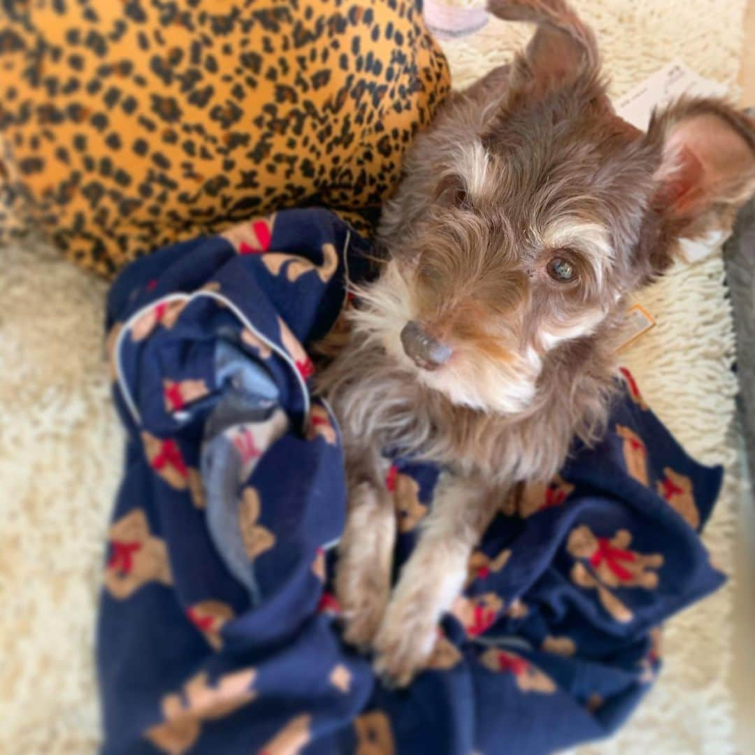 Laraのインスタグラム：「ᐡ｡• ·̫ •｡ᐡ . おいたらすぐのる😅🤎  #ミニチュアシュナウザー #schnauzer #schnauzerlife」