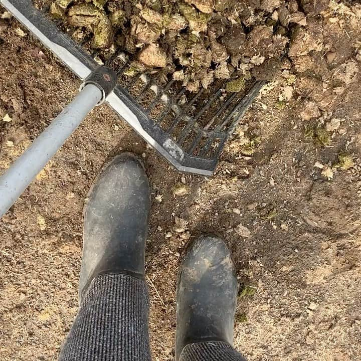 ダブのインスタグラム：「Yeah, dav boots in da barn! They do that, yes they do. #horsechick #davrainboots #californiahorse #bestbarnbootsever #mud #dressage #californiadressage #trailriders #rescuedismyfavoritebreed」