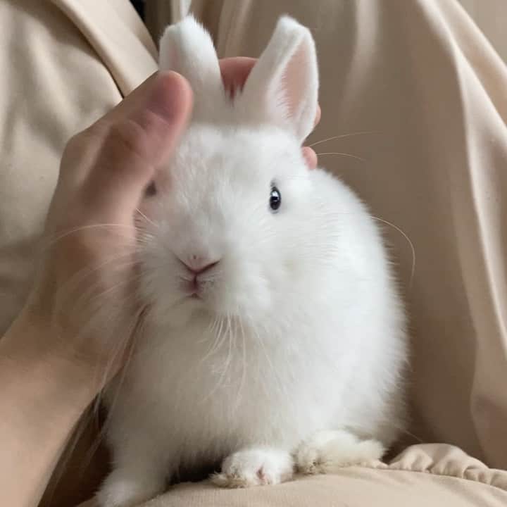 うー & なー ❤️ウチムラのインスタグラム：「* 遊びたいときと、眠いときの差が激しめ🧸❣️  我が家に来て，約2か月。 夜は遊んでもらえないと分かったみたいで はじめは夜中もゲージでジャンプしてたけど 人間が寝たら静かに過ごせるようになりました🌙」