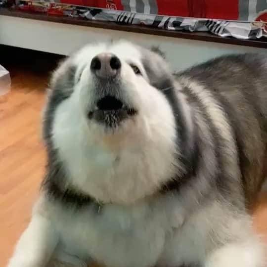 husky and malamuteのインスタグラム：「Aaa....wu wu  wu....」