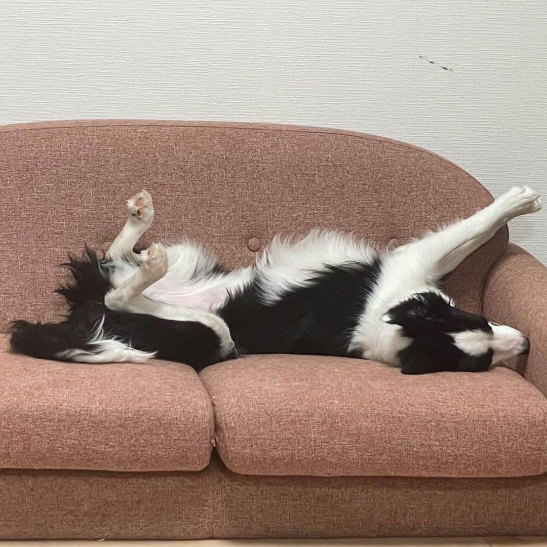 環奈（長沢菜々香の飼い犬）さんのインスタグラム写真 - (環奈（長沢菜々香の飼い犬）Instagram)「寝てる」2月2日 16時14分 - kanna0104_