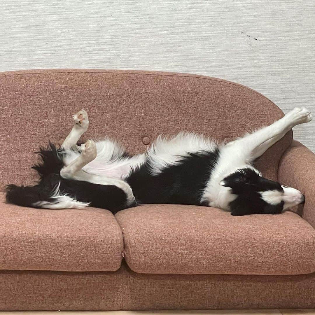 環奈（長沢菜々香の飼い犬）のインスタグラム：「寝てる」