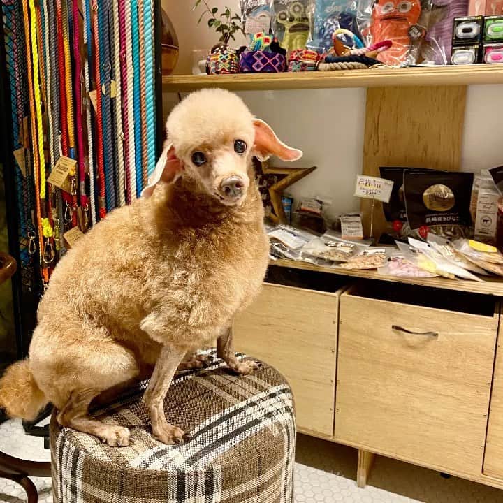のインスタグラム：「ひつじ犬！ 2月に入ったのでカブ部長カットに行ってきました。最近食欲旺盛で後ろのお菓子が気になって気になって、、 元気で嬉しいです。 @nongul_salon さんいつもありがとうございます😊 . . #toypoodle #といぷーどる　 #dogoftheday #dogstagram  #ヒツジカット」