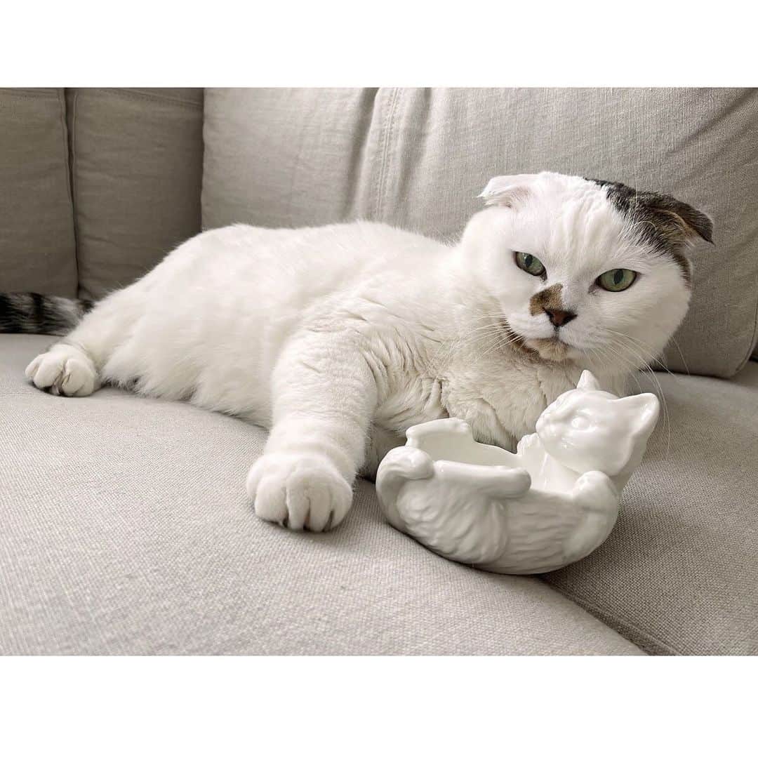 Cat's NapTimeのインスタグラム