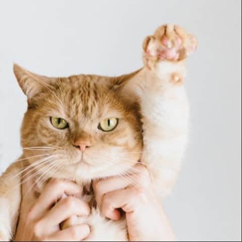 のインスタグラム：「本日2月2日より、本誌【ゆるねこ探訪記】に登場したぶんぶん(@yamayoribunbun）の連載【ふきげんなねこ、ぶんぶん日記】が公式サイト『&Premium.jp』でスタートします。3月1日まで毎日更新しますので、ぶんぶんの日常をぜひのぞいてみてください。 #andpremiumneko #ぶんぶん #山よりぶんぶん」