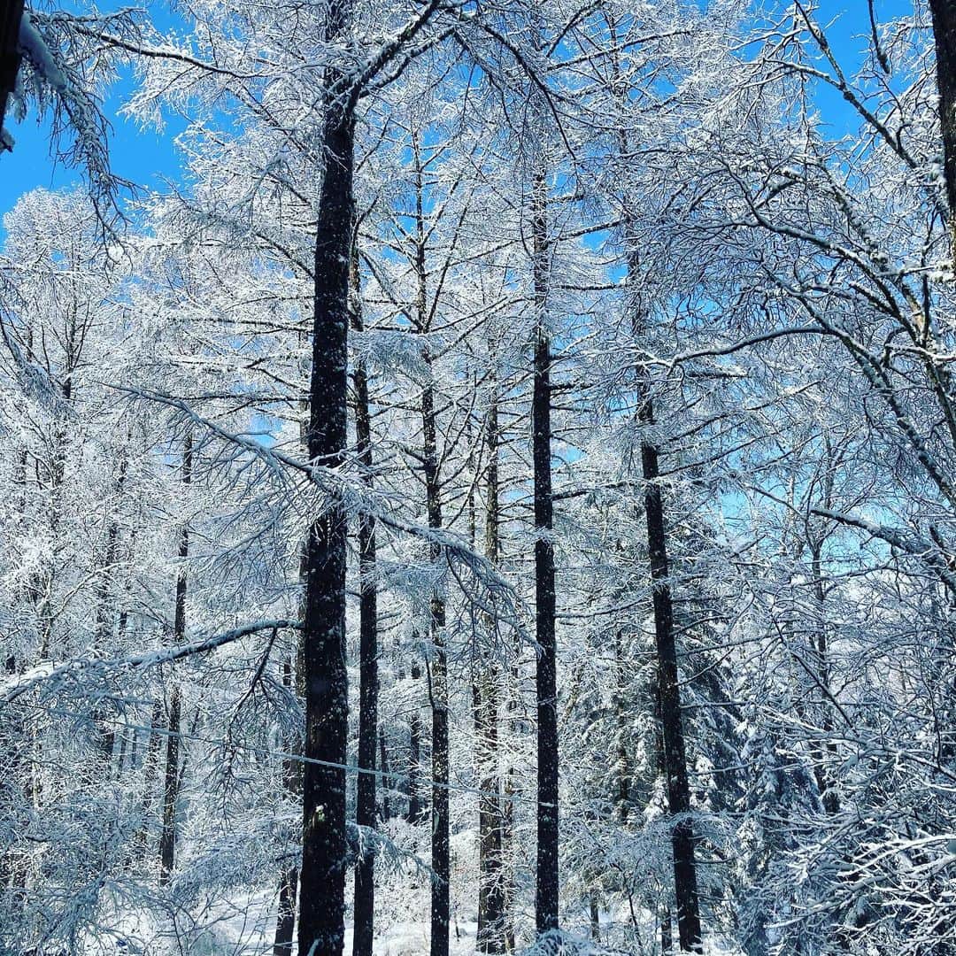 井上荒野のインスタグラム：「雪のあとの晴天が本当にきれい。ときどき風が吹いて、枝に積もった雪が舞う。それがまた美しいんだけど、私の撮影技術では撮れませんでした…」
