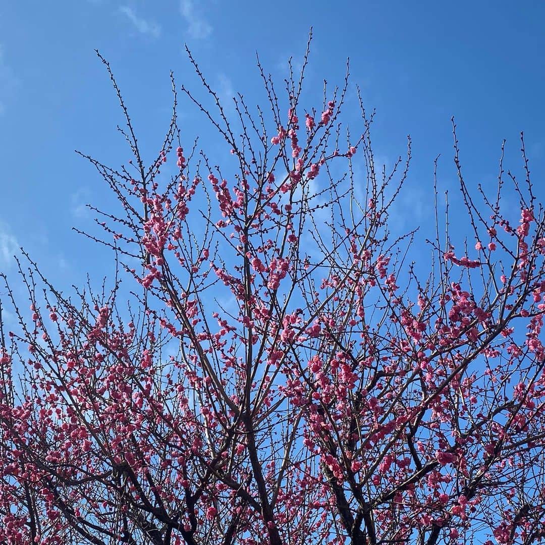 奥田恵梨華さんのインスタグラム写真 - (奥田恵梨華Instagram)「梅、いいにおい 花の香りを嗅ぐと、いつもより深く呼吸ができる気がする。天然アロマ！！！」2月2日 11時16分 - erikaokuda_official