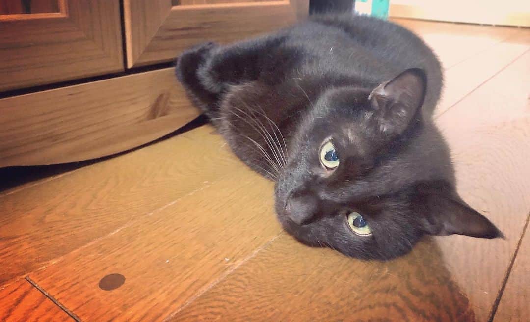 辻本耕志さんのインスタグラム写真 - (辻本耕志Instagram)「朝からストレッチしてたら、俺の手に温かい何かが。こやつ、おしっこかけやがった。なんでなんだ？トイレも綺麗だし、ご飯もあるし、何が不満なんだ？おい。 #猫　#ねこ　#ネコ　#むぎ　#cat」2月2日 11時49分 - tsujimotokouji