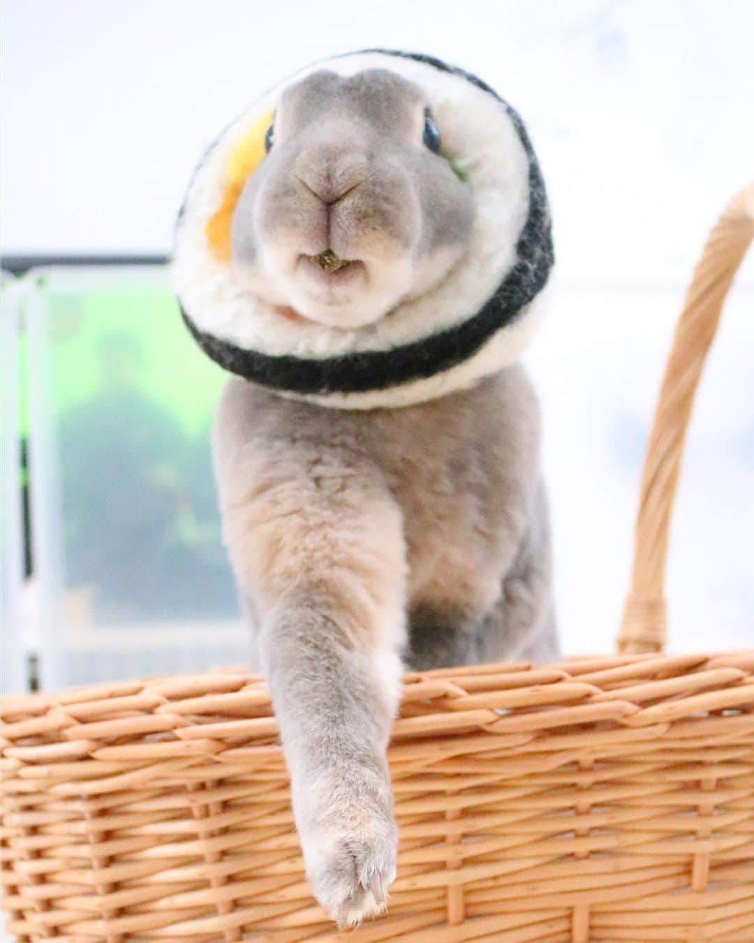 Kayoのインスタグラム：「そこの奥さん！ 今年の節分は今日でっせ〜 晩ごはんは恵方巻きでゆたしく♡ 方角はオレのテテ見てね👇 (なんちゃって南南東)」