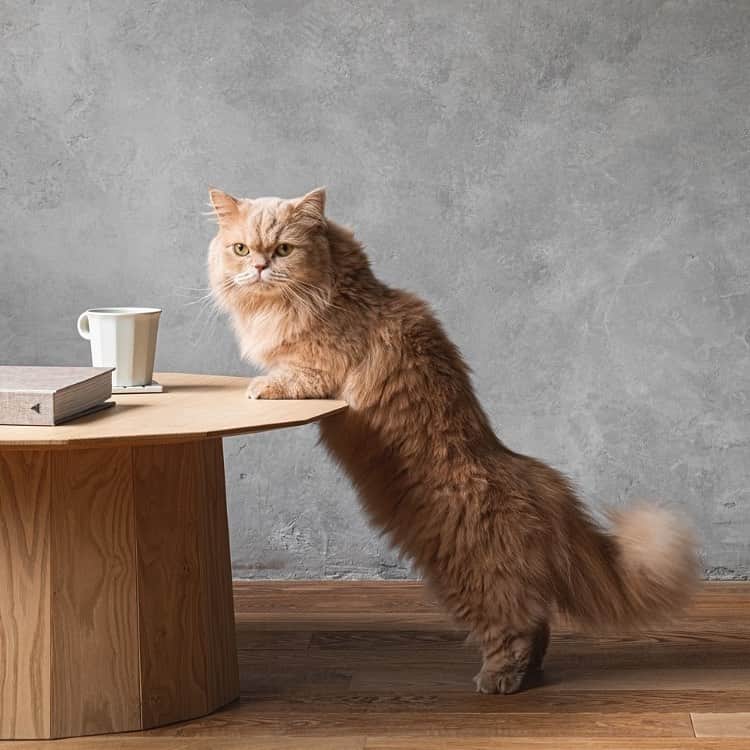 代官山 蔦屋書店　DAIKANYAMA T-SITEさんのインスタグラム写真 - (代官山 蔦屋書店　DAIKANYAMA T-SITEInstagram)「現在、建築・デザインフロアで開催してしております「猫とゆったり暮らす」フェアでは、KARIMOKUの猫用木製家具をフルライナップしております。﻿ ﻿ 新商品のKARIMOKU CAT TABLEは獣医師監修による角度15度の傾斜と高さにより、食事中の首や体の負担を軽減し、猫が楽な姿勢でご飯を食べたり、お水を飲むことができます。﻿ フードボウルは、餌がこぼれにくく猫のヒゲが当たりにくい形状を追求。ごはんが自然に食べやすい位置に集まるデザインです。﻿ 水が飛び散りにくい深さのあるウォーターボウルは、約280mlの水を入れることができます。﻿ 食器台は、オーク材の突板を表面に成形合板を加工して製造。角のない設計で、活発な猫でも怪我の心配はありません。安定性に優れ猫が簡単に押し倒す心配もなく、耐久性も優れています。﻿ 人間のテーブルと同様にウレタン塗装を施しているため、防水防汚効果があります。﻿ 磁器製ボウルは、金沢を拠点に活動するクリエイター集団seccaによるデザイン。強度の高いやきものになる磁器土を使用し、良質な材料を選び抜いています。﻿ ﻿ KARIMOKUの猫用木製家具で、愛猫との豊かなおうち時間をお約束いたします。﻿ ﻿ “Cat First﻿” カリモクが猫目線にこだわって作った、猫にやさしく心地いい木製の家具です。﻿ ﻿ ●KARIMOKU CAT TREE﻿ ●KARIMOKU CAT BED﻿ ●KARIMOKU CAT RESTROOM﻿ ●KARIMOKU CAT TABLE﻿ ﻿ #カリモクキャット﻿ #karimokucat﻿ #猫﻿ #猫の日﻿ #代官山蔦屋書店﻿ #daikanyamatsite」2月2日 12時03分 - daikanyama.tsutaya
