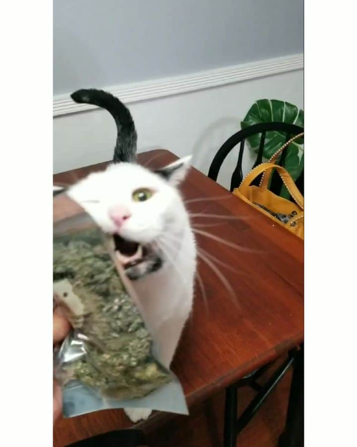 Garyのインスタグラム：「When you're having a fucking day and @mrlatkes sends the bud #its420somewhere」