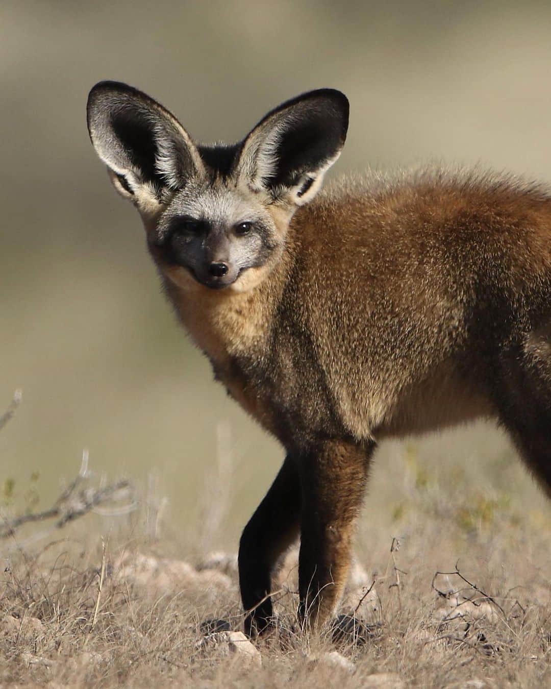 アメリカ自然史博物館のインスタグラム：「Meet the bat-eared fox (Otocyon megalotis)! This nocturnal canid’s resemblance to bats isn’t just in the shape and size of its ears. Like bats, this fox prefers to feed on insects and leverages its large ears to listen for prey. Its favorite meals include termites and ants—and it even has small pointed teeth to efficiently chew them up. If insects are scarce, the fox will feed on bird eggs, chicks, or small rodents. It lives in eastern and southern Africa, inhabiting grasslands and savannas, especially in areas that have shorter grass. Photo: Derek Keats, CC BY 2.0, flickr」