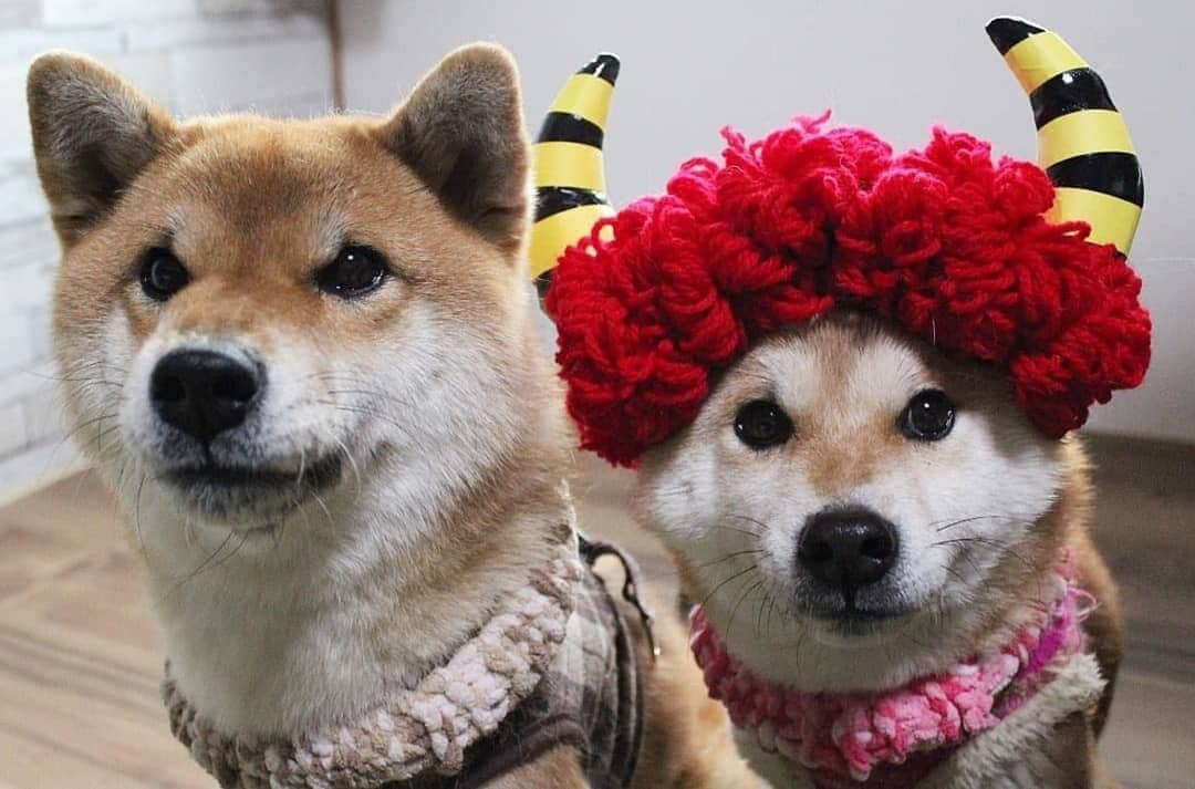 柴犬たま Shibainu Tamaのインスタグラム