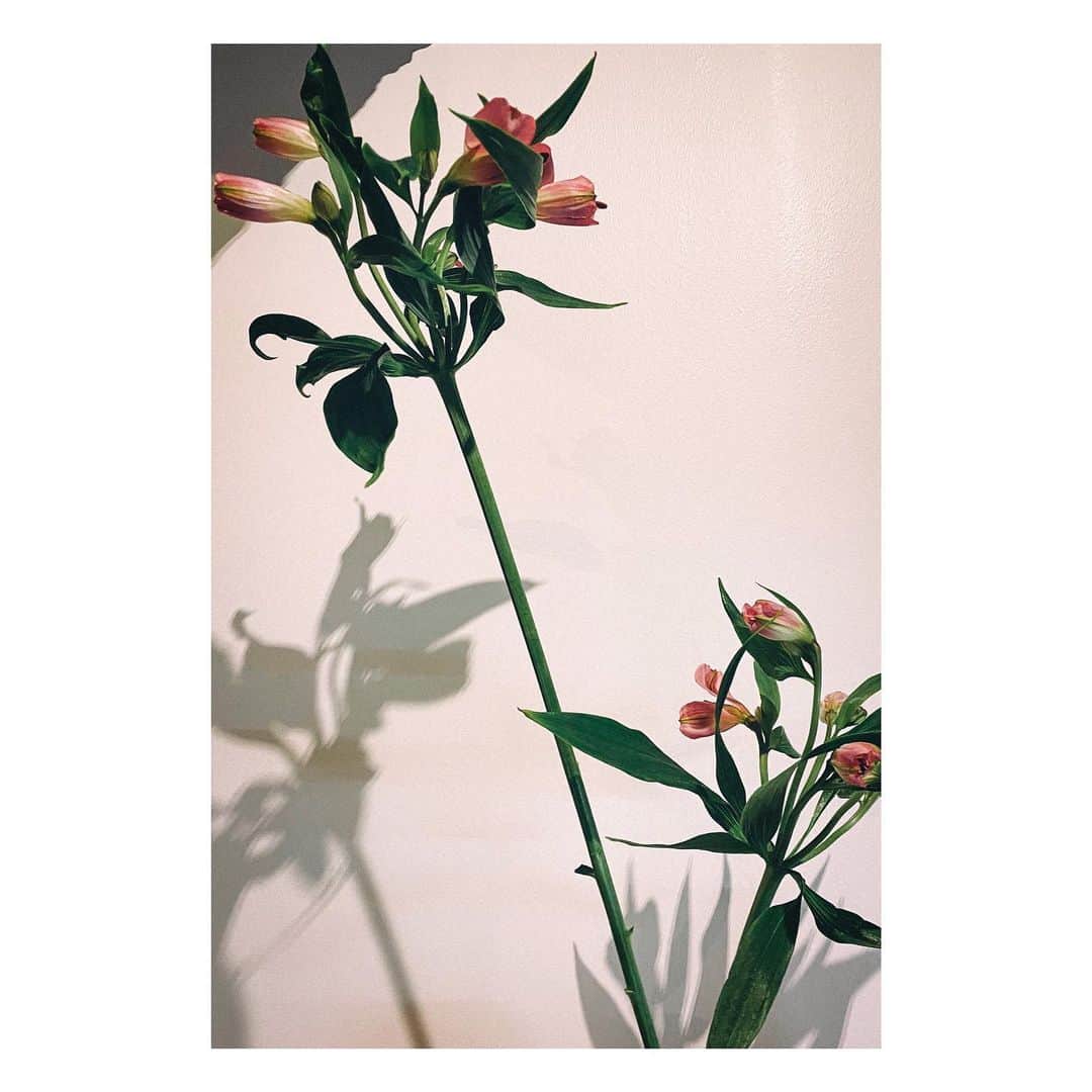 武居詩織さんのインスタグラム写真 - (武居詩織Instagram)「生かす / 活かす 義と品性 最近はなんだか目まぐるしい。学ぶことばかりの日々を噛み締めている𓇉」2月2日 12時18分 - shioritakesue