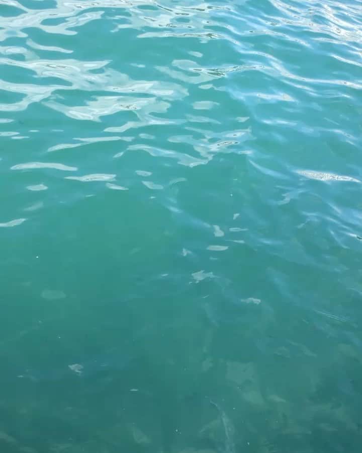 Alice Wegmannのインスタグラム：「um vídeo do 2 de fevereiro do ano passado em Salvador pra saudar Iemanjá e pedir proteção e equilíbrio pras nossas cabeças 💙 o Brasil precisa de mais carinho, afeto, cuidado e respeito, tudo aquilo que a mãe d’água representa. que o futuro seja um bom mergulho, com a água fresquinha como estava nesse dia. Odoya ✨」