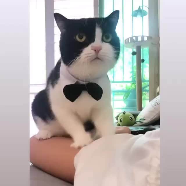 Aww Clubのインスタグラム