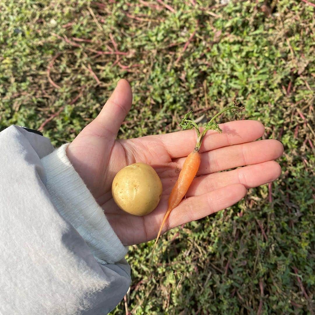 ヘイニのインスタグラム：「오늘의 수확은 유기농 구좌 당근과 감자입니다! 🥕💛🥔」