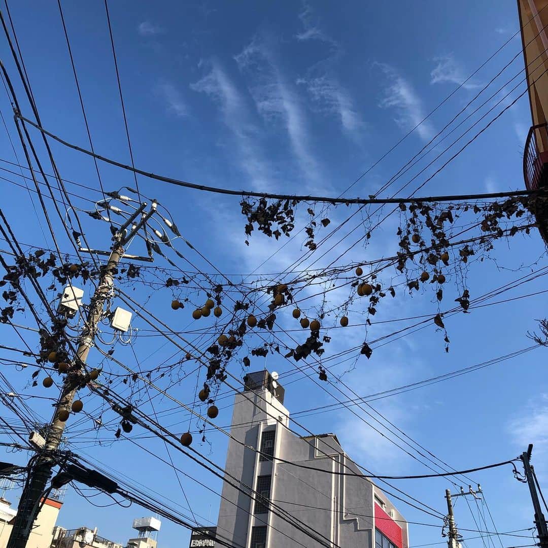 吉見佑子さんのインスタグラム写真 - (吉見佑子Instagram)「これがどーしてもレモンだと友達がいうのだけれど。西麻布の電線で生きてる」2月2日 13時03分 - yuko_yoshimi