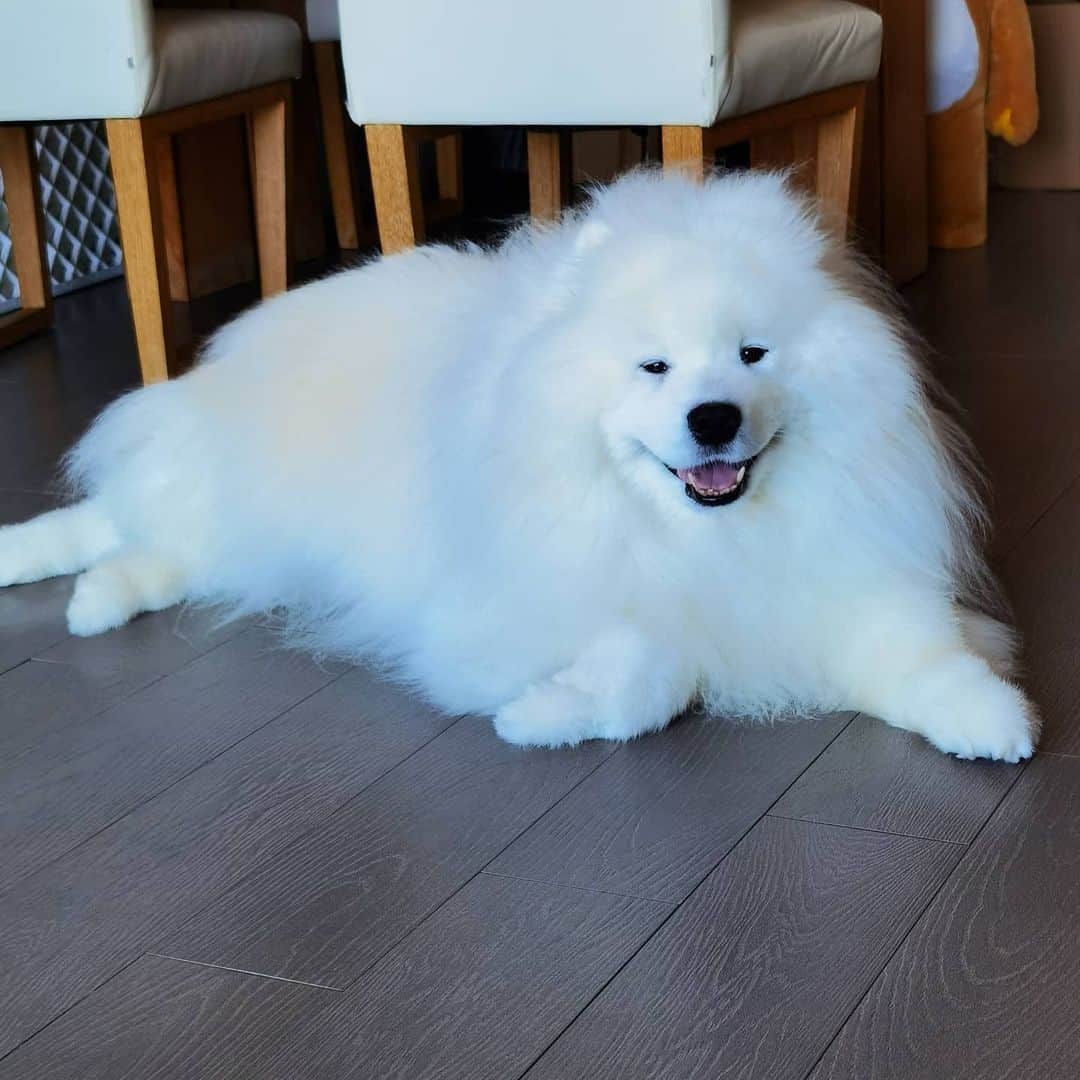 Alex Toのインスタグラム：「😘😘😘 #cute #dog #doglover #dogsofinstagram #dogoftheday #dogofthedayjp #dogstagram #fluffy #hkig #hongkong #ilovemydog #instadog #instagood #instamood #instagraphy #instapic #samoyedoninstagram #pet #petlovers #petsofinstagram #petstagram #photooftheday #puppy #pupsofinstagram #samoyed #samoyedsofinstagram #webstagram #犬 #サモエド」