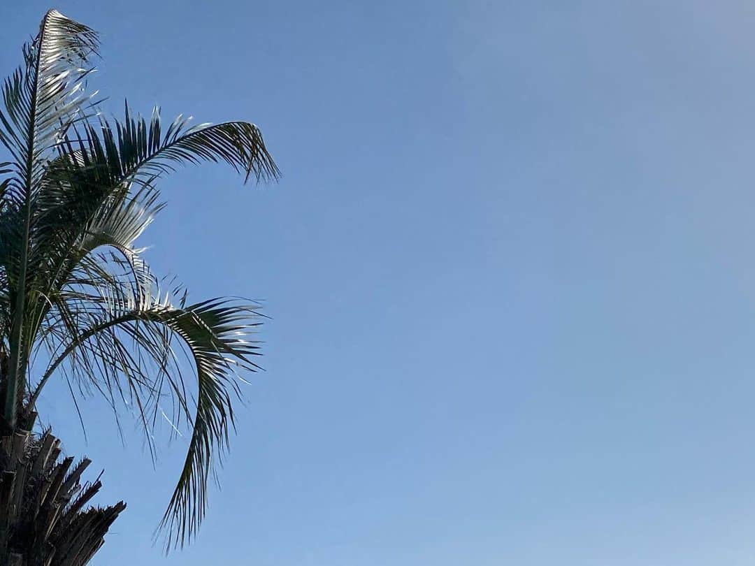 浅本美加のインスタグラム：「🌴   #palmtree」