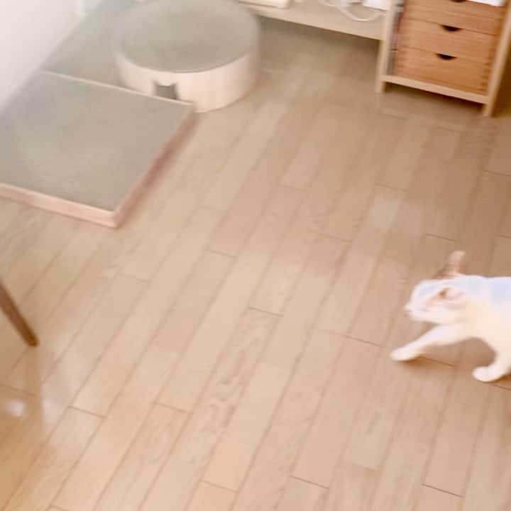 マルのインスタグラム：「🧺に向かってジャーーンプっ 🌞GOTO日向ぼっこ 元気いっぱいの声👂音に注意です😅 ひとっ跳びよ₍^·͈༝·͈^ฅ(おまけ付き) . . #モリニュウもふもふ部#ネコ健康 #stayhome#癒し#にゃんすたぐらむ #おうち時間#cat#猫#三毛猫#猫との暮らし #ねこすたぐらむ#ペコねこ部#catphoto#catstagram#instagood#cute#ふわもこ部#猫動画」