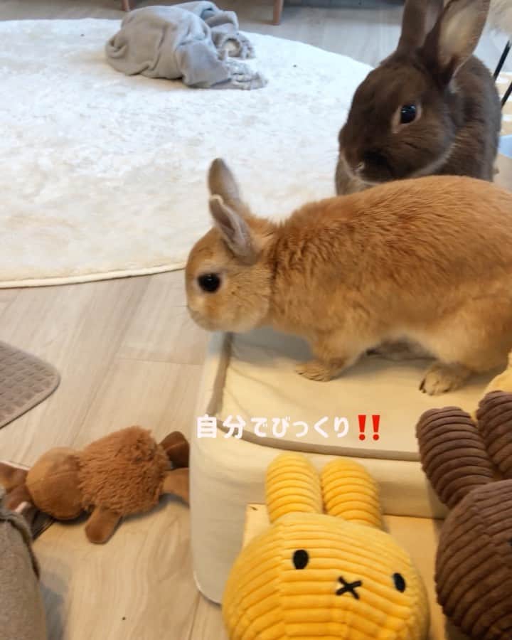 yun.ゆんのインスタグラム：「march.lemon🐻🍋＋cotton.💭 2021.2.2. 例年より1日早い節分。👹 ピン！とこない… 😁 . . . 先日のレモンは🐰ぬいぐるみのお友だちを掴んで撒いて💨 コットンが心配してました。笑❤︎ . この子🐰は髭が硬いからかな？ ちょっと扱いが雑だわ。笑😂 . . みんな今日も元気に⚫︎をまいて歩いてね。✨👹⚫︎ . . . . . ＊マーモンの節分は、、 お面と写真撮りましたが、慌てて撮ってイマイチなので、ストーリーにのせてます。👹😝 ♪ ♪ ♪ #節分  #うさぎ#ウサギ#ネザーランドドワーフ#ZIP写真部#レモン#ふわもこ部#マーチ#多頭飼い#犬とうさぎ#犬#dog #rabbits#rabbitsofinstagram #rabbitstagram #petstagram #march#instapet#cutepetclub #instarabbit #bunnies #bunnylove #lapin #pecotv #WeeklyFluff #lemon #netherlanddwarf #pecotv」