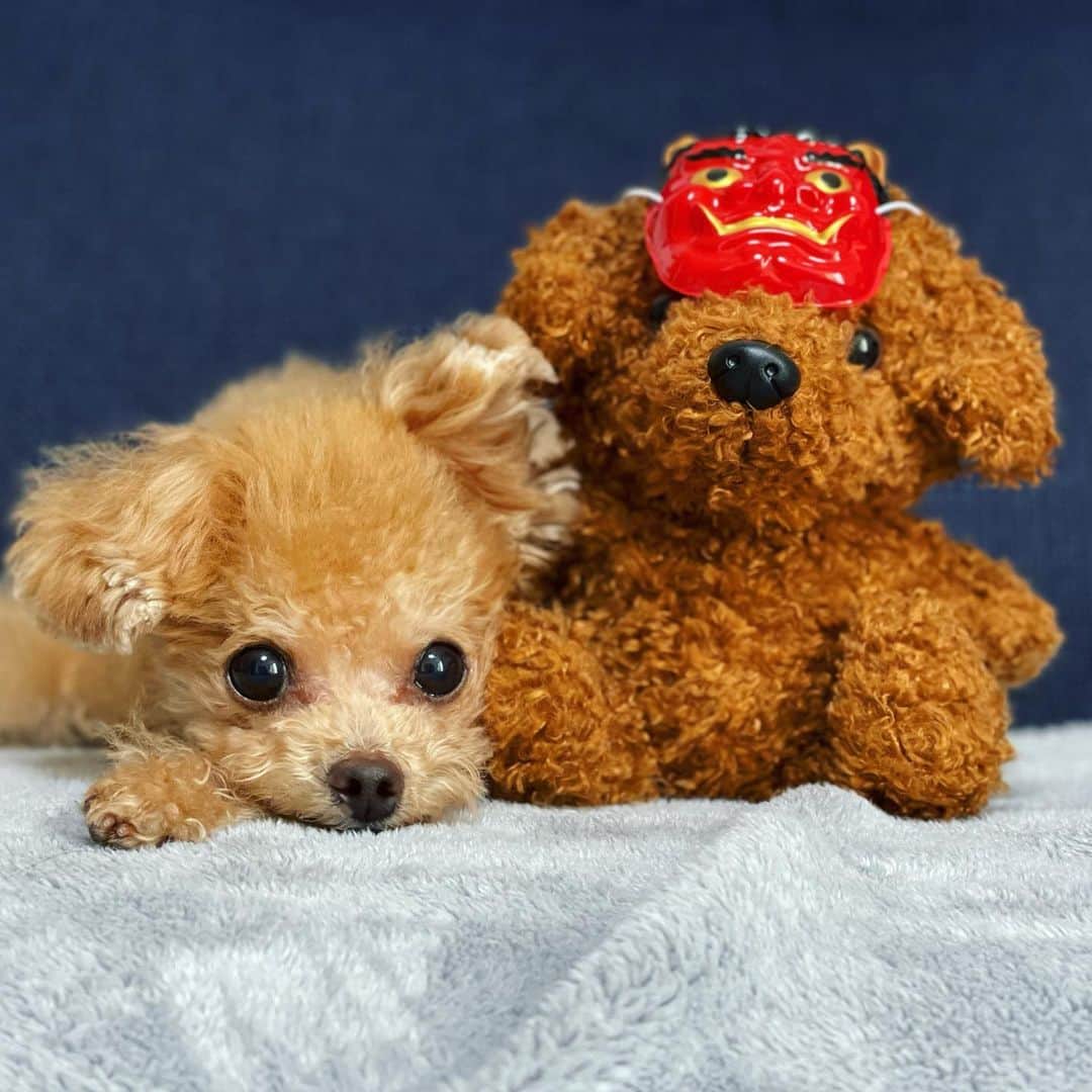 ふわのインスタグラム：「#toypoodle#toypoodlegram#dogsofinstagram#instadog#doglife#doglover#dog#fuwamama#ふわもこのふわ#ふわ#トイプードル#ふわもこ部#犬バカ部#親バカ部#犬のいる暮らし#いぬすたぐらむ#節分#2021.2.2」