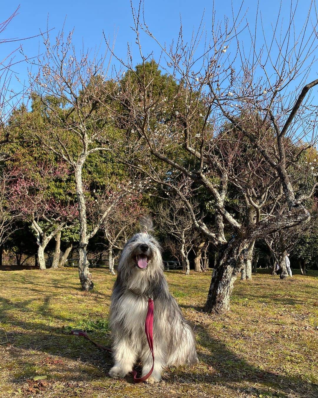 のインスタグラム：「梅が咲いてきました。  #ビアデッドコリー #ビアディ #beardedcollie #akaribeardie #beardie #beardedcolliesofinstagram #puppydog #puppygram  #petscorner #insta_animal #dog_ofinstagram #insta_dogs #igdog #topdogphoto #repost_ezyjp #weeklyfluff #dog_features #excellent_dogs #pecoいぬ部」