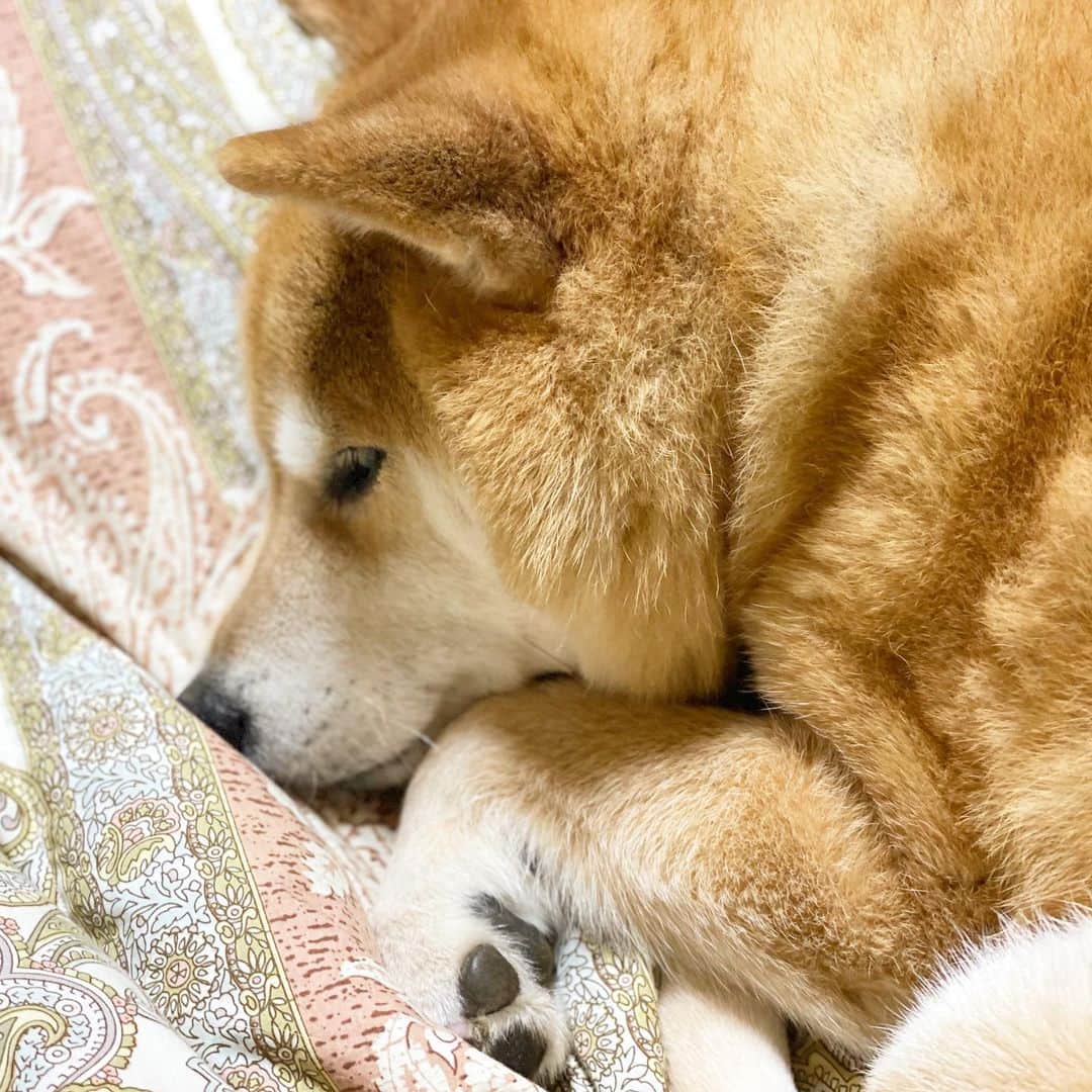 まる（まるたろう）のインスタグラム：「Good night!✨🐶💤✨冬毛の準備は整いました〜 #雪待ち #いつでもオッケーなの🥺 #なんで来てくれへんの」