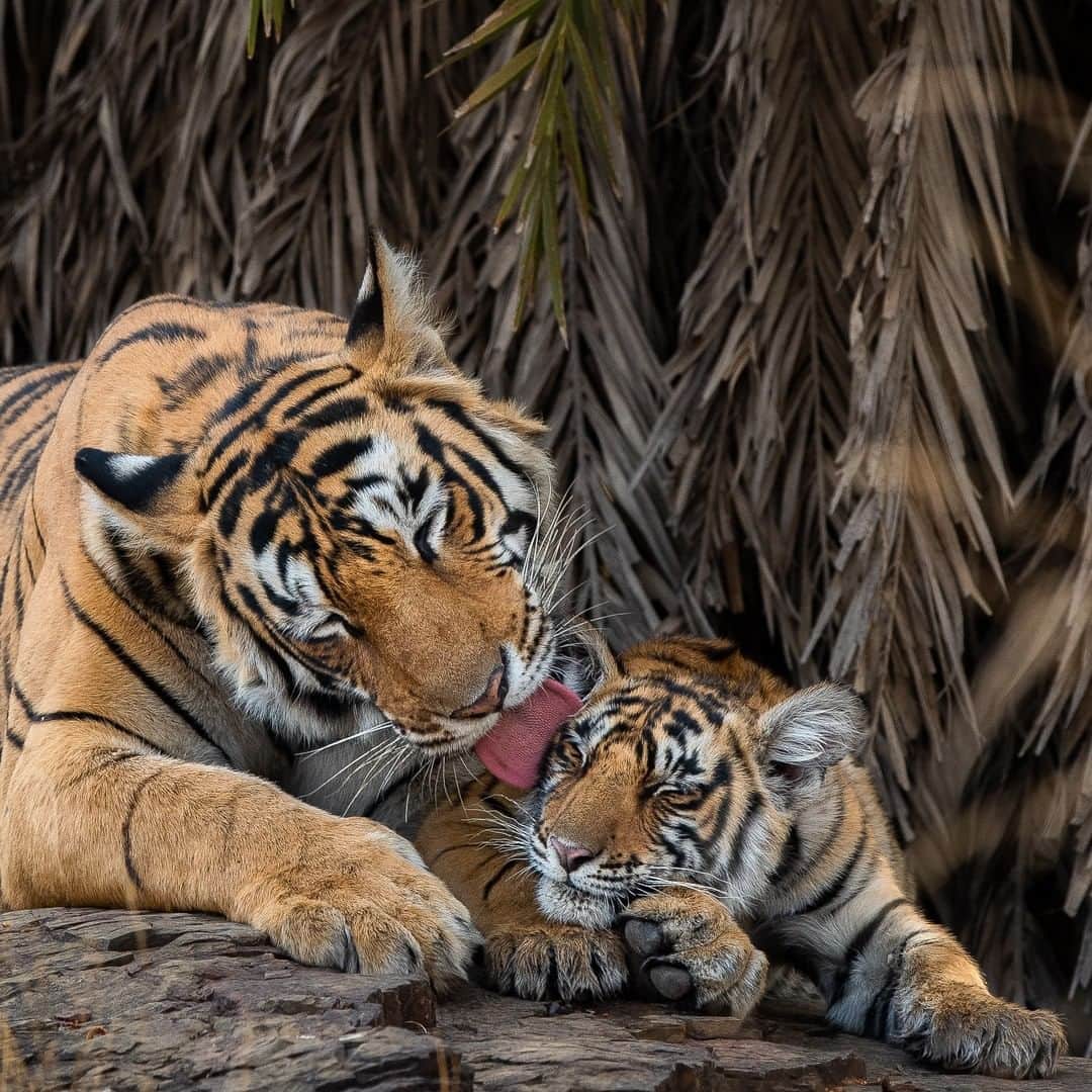 Discoveryさんのインスタグラム写真 - (DiscoveryInstagram)「Bath time.   Photo: Nitish Madan  #tigertuesday #tigers #bigcatsofinstagram #wildlife #catlife」2月3日 0時30分 - discovery