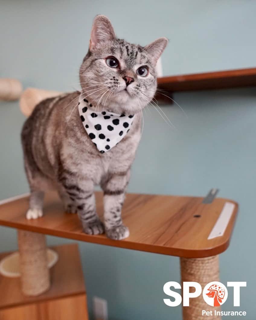 nala_catさんのインスタグラム写真 - (nala_catInstagram)「I just signed up with SPOT Pet Insurance. It was super easy and quick! My brother @white_coffee_cat is a cancer survivor, so I know how important it is to have pet insurance to help cover those expensive treatments. Check out @getspotcovered to help keep your furry friends safe! PLUS, you could be eligible for a $25 Amazon.com Gift Card!」2月3日 0時25分 - nala_cat