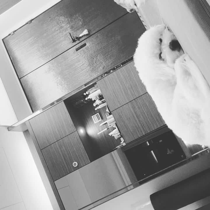 エルヴァ・シャオのインスタグラム：「We are waiting for you #dee #gem」