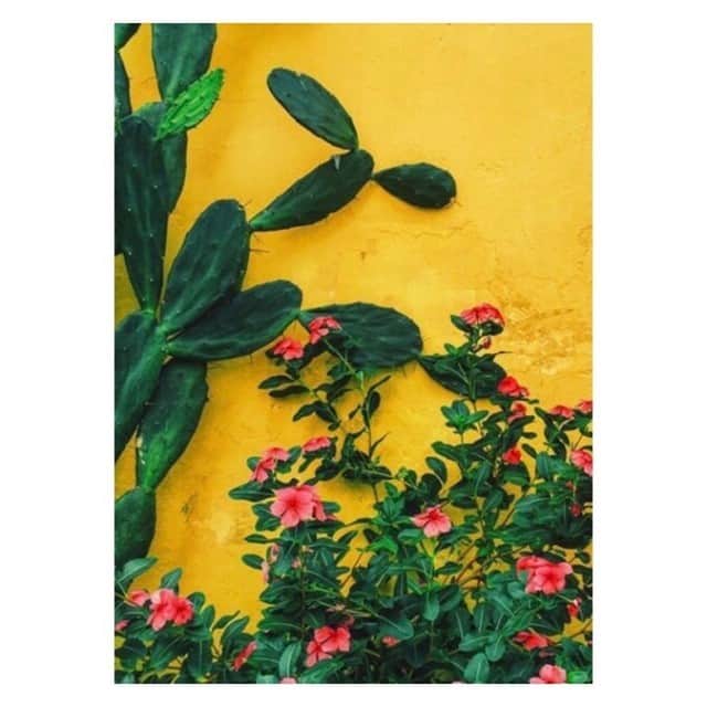 マッタのインスタグラム：「Missing Mexico and all it’s beauty and colors... we’ll see you again soon 🌵💛」