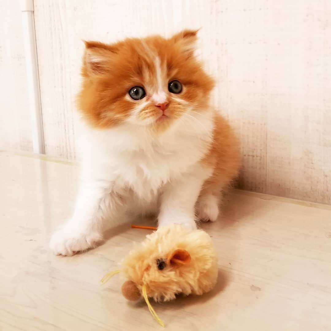 マンチカン(munchkin)キャットファーム大谷さんのインスタグラム写真 - (マンチカン(munchkin)キャットファーム大谷Instagram)「お客様にゃんこちゃん❤  #キャットファーム大谷#まんちかん#マンチカン#ネコ#こねこ#にゃんこ#猫ちゃん#ねこ部#ニャンスタグラム#猫#ねこ#子猫#モフモフ#モフモフねこ#ミヌエット#短足#ねこすたぐらむ#愛猫#かわいい#ふわもこ部#猫のいる暮らし#マンチカンブリーダー#ミヌエットブリーダー#cat#catsgram #catsofinstagram#instacat#picneko」2月2日 16時42分 - roytar222