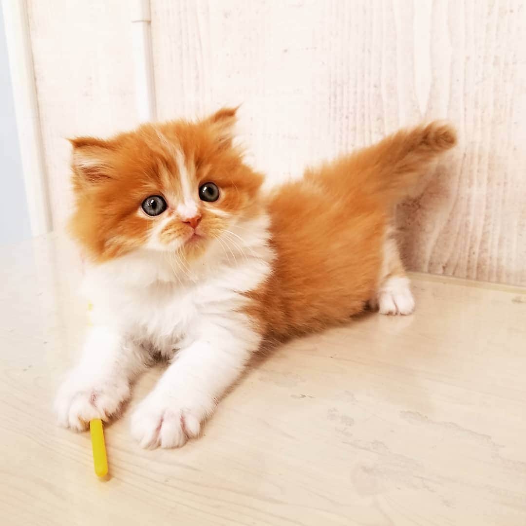 マンチカン(munchkin)キャットファーム大谷さんのインスタグラム写真 - (マンチカン(munchkin)キャットファーム大谷Instagram)「お客様にゃんこちゃん❤  #キャットファーム大谷#まんちかん#マンチカン#ネコ#こねこ#にゃんこ#猫ちゃん#ねこ部#ニャンスタグラム#猫#ねこ#子猫#モフモフ#モフモフねこ#ミヌエット#短足#ねこすたぐらむ#愛猫#かわいい#ふわもこ部#猫のいる暮らし#マンチカンブリーダー#ミヌエットブリーダー#cat#catsgram #catsofinstagram#instacat#picneko」2月2日 16時42分 - roytar222