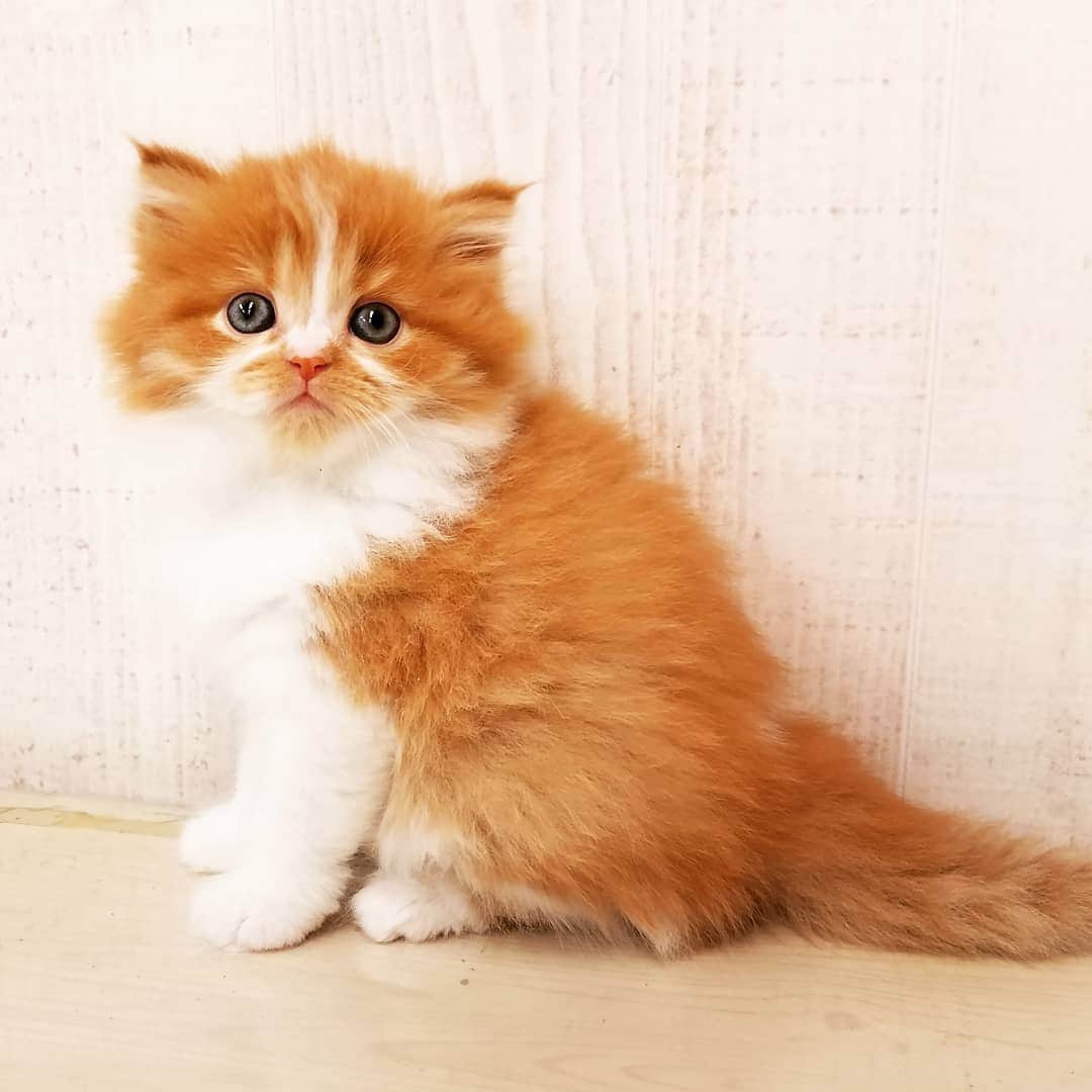 マンチカン(munchkin)キャットファーム大谷さんのインスタグラム写真 - (マンチカン(munchkin)キャットファーム大谷Instagram)「お客様にゃんこちゃん❤  #キャットファーム大谷#まんちかん#マンチカン#ネコ#こねこ#にゃんこ#猫ちゃん#ねこ部#ニャンスタグラム#猫#ねこ#子猫#モフモフ#モフモフねこ#ミヌエット#短足#ねこすたぐらむ#愛猫#かわいい#ふわもこ部#猫のいる暮らし#マンチカンブリーダー#ミヌエットブリーダー#cat#catsgram #catsofinstagram#instacat#picneko」2月2日 16時42分 - roytar222