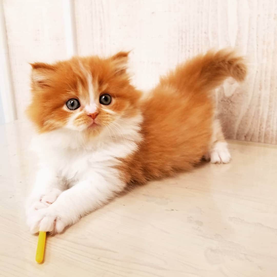 マンチカン(munchkin)キャットファーム大谷さんのインスタグラム写真 - (マンチカン(munchkin)キャットファーム大谷Instagram)「お客様にゃんこちゃん❤  #キャットファーム大谷#まんちかん#マンチカン#ネコ#こねこ#にゃんこ#猫ちゃん#ねこ部#ニャンスタグラム#猫#ねこ#子猫#モフモフ#モフモフねこ#ミヌエット#短足#ねこすたぐらむ#愛猫#かわいい#ふわもこ部#猫のいる暮らし#マンチカンブリーダー#ミヌエットブリーダー#cat#catsgram #catsofinstagram#instacat#picneko」2月2日 16時42分 - roytar222