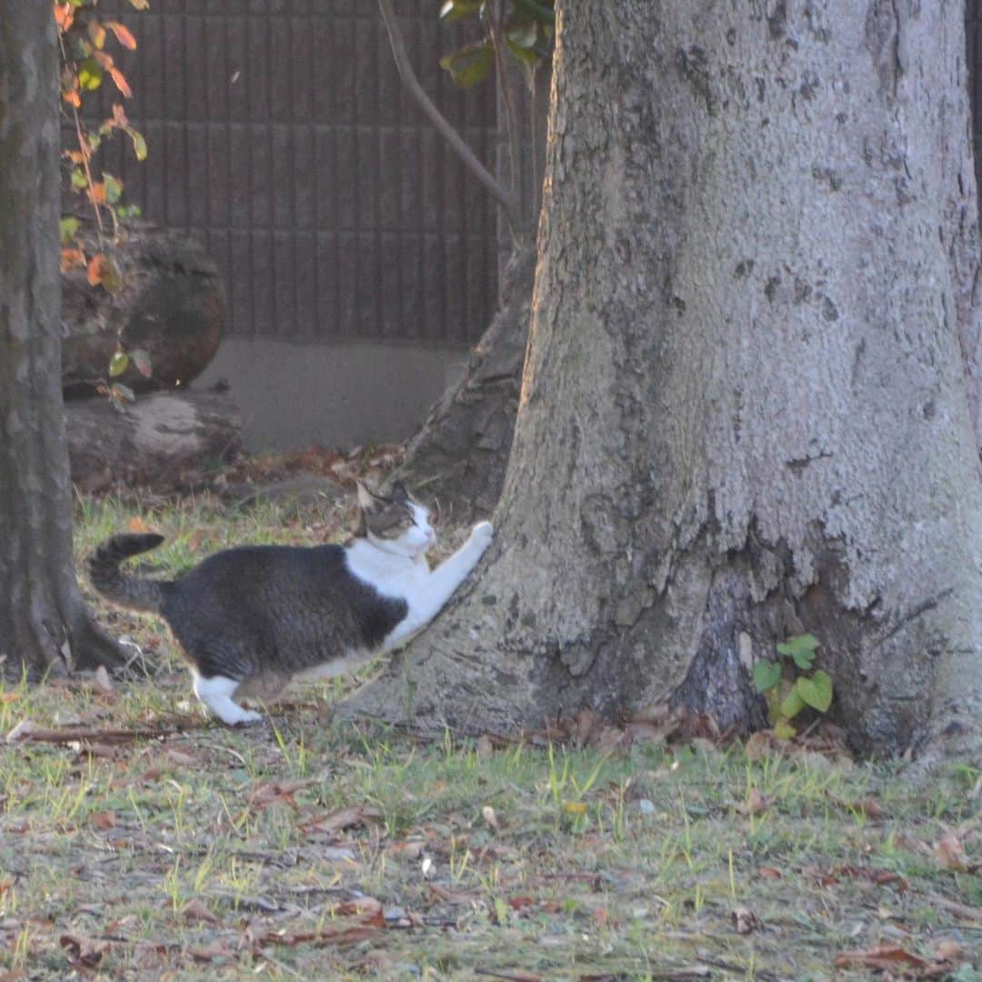 やふさんのインスタグラム写真 - (やふInstagram)「ダイナミックガリガリ . #cat #neko #catlovers #catsofinstagram #catstagram #instacat #猫 #ねこ #ネコ #保護猫 #のま #のまらー #被災猫」2月2日 17時26分 - kyafy