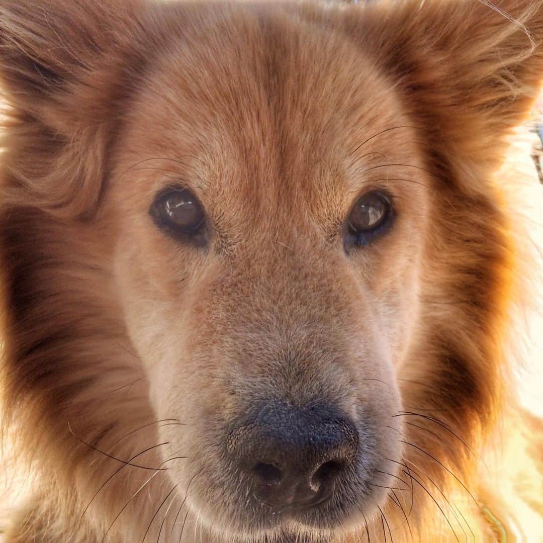おーせさんのインスタグラム写真 - (おーせInstagram)「はっきり言ってうちの犬はかわいい。  笑笑  たぶんわんこが家族にいる人はみんなそう思うはず。  我が家のポン太かわいすぎる♡  #犬 #dogstagram #中型犬 #ポン太 #長毛犬 #森家のどうぶつ園」2月2日 17時39分 - oosedon