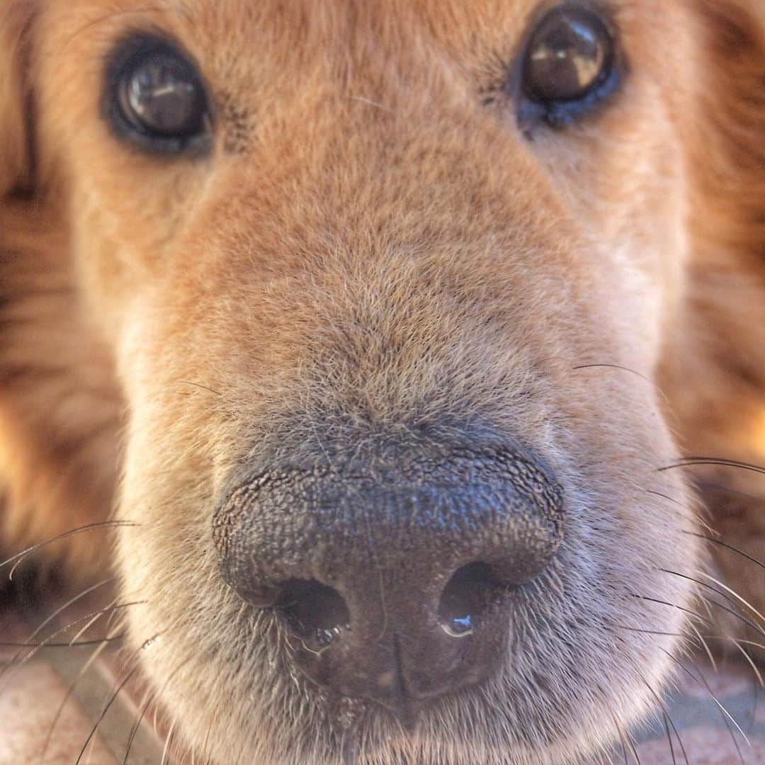 おーせのインスタグラム：「はっきり言ってうちの犬はかわいい。  笑笑  たぶんわんこが家族にいる人はみんなそう思うはず。  我が家のポン太かわいすぎる♡  #犬 #dogstagram #中型犬 #ポン太 #長毛犬 #森家のどうぶつ園」