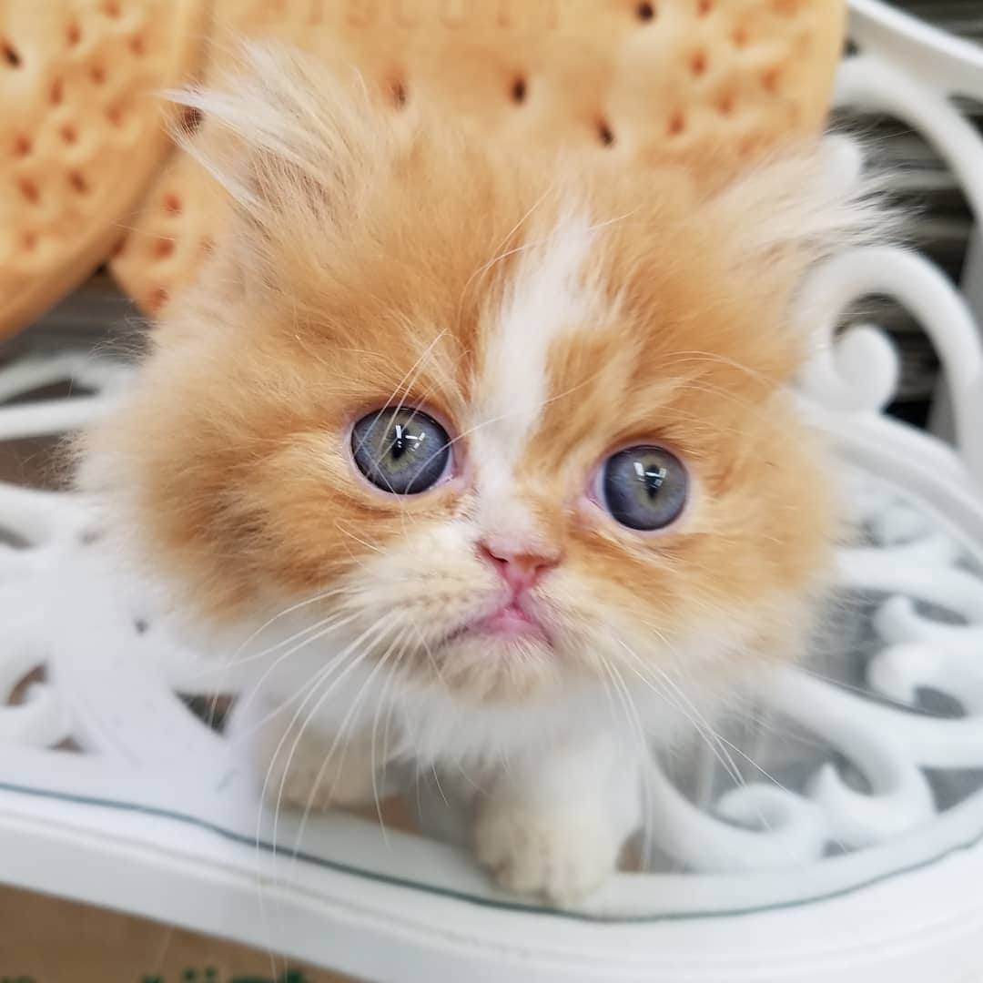 マンチカン(munchkin)キャットファーム大谷さんのインスタグラム写真 - (マンチカン(munchkin)キャットファーム大谷Instagram)「No1938元気いっぱいのミヌエット男の子😻💕ご紹介中です💓  #キャットファーム大谷#まんちかん#マンチカン#ネコ#こねこ#にゃんこ#猫ちゃん#ねこ部#ニャンスタグラム#猫#ねこ#子猫#モフモフ#モフモフねこ#ミヌエット#短足#ねこすたぐらむ#愛猫#かわいい#ふわもこ部#猫のいる暮らし#マンチカンブリーダー#ミヌエットブリーダー#cat#catsgram #catsofinstagram#instacat#picneko」2月2日 17時42分 - roytar222
