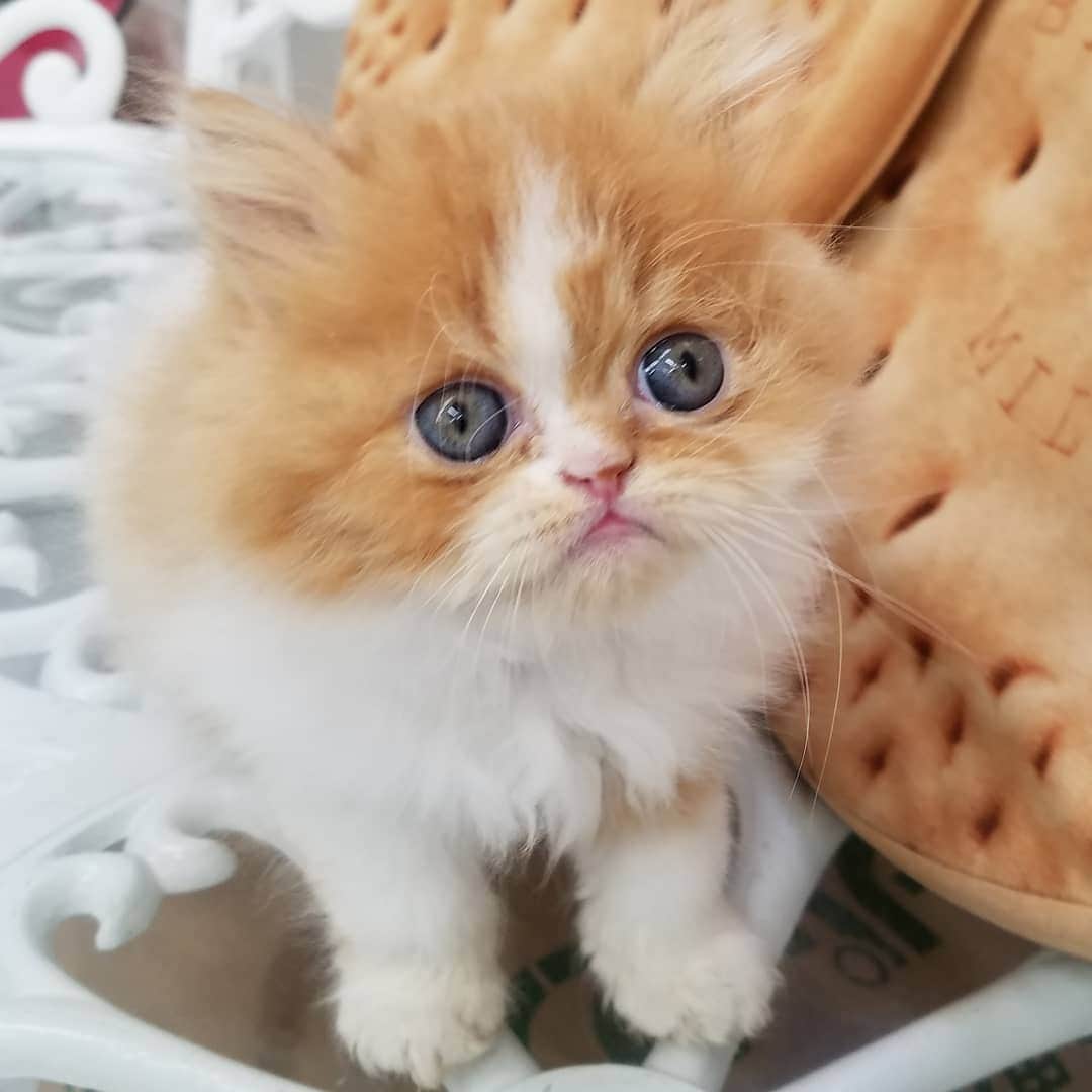 マンチカン(munchkin)キャットファーム大谷さんのインスタグラム写真 - (マンチカン(munchkin)キャットファーム大谷Instagram)「No1938元気いっぱいのミヌエット男の子😻💕ご紹介中です💓  #キャットファーム大谷#まんちかん#マンチカン#ネコ#こねこ#にゃんこ#猫ちゃん#ねこ部#ニャンスタグラム#猫#ねこ#子猫#モフモフ#モフモフねこ#ミヌエット#短足#ねこすたぐらむ#愛猫#かわいい#ふわもこ部#猫のいる暮らし#マンチカンブリーダー#ミヌエットブリーダー#cat#catsgram #catsofinstagram#instacat#picneko」2月2日 17時42分 - roytar222