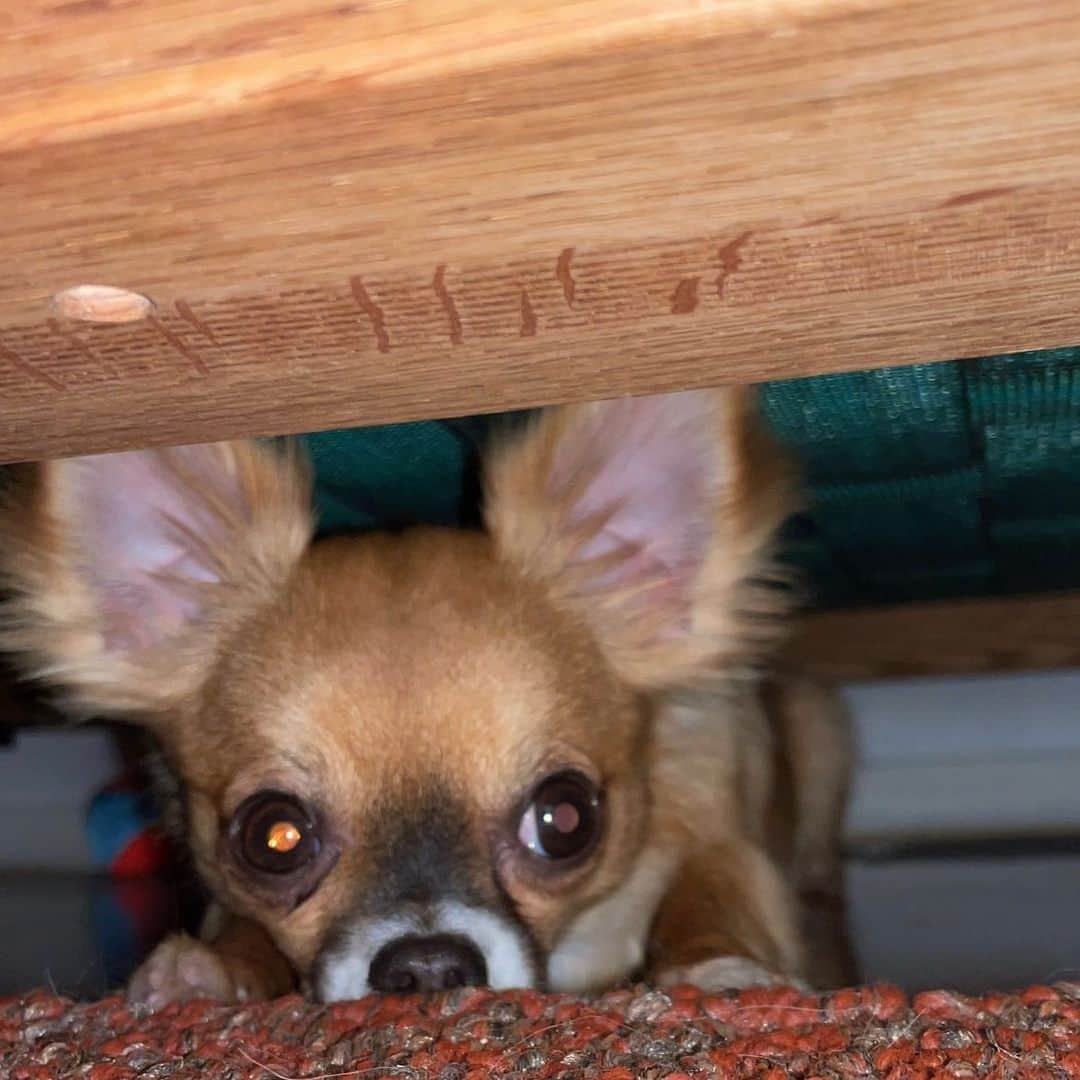 村上佳菜子さんのインスタグラム写真 - (村上佳菜子Instagram)「... . 犬達への愛が止まらない。 . . . #親バカ #Family #犬 #dog #Chico #ロングコートチワワ  @vivi.chico  #村上佳菜子　#kanakomurakami #figureskater #figureskating」2月2日 17時51分 - kanako_m_official